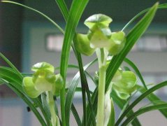 春兰江南雪特征,春兰江南雪来源春兰江南雪的花期花香吗