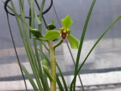 正宗蕙兰南阳梅:铭贵蕙兰南阳梅,蕙兰南阳梅花苞价格