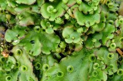 地钱是什么类植物？地钱有根茎叶吗地钱植物生长在哪