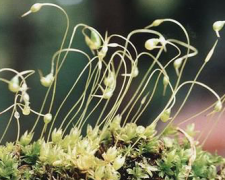常见苔藓种类薄囊藓，薄囊藓藓孢子囊显微结构植物的主要特征