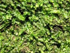 常见苔藓植物长叶纽藓种类，长叶纽藓苔藓植物的主要特征是什么
