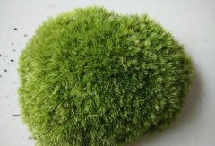 常见苔藓植物羊毛藓，羊毛藓的学名苔藓植物的主要特征