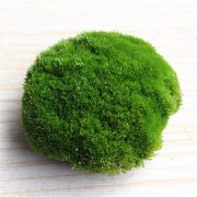 常见苔藓种类中最漂亮的朵朵藓，朵朵藓适合环境朵朵藓好养吗