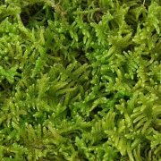 常见苔藓植物大灰藓，小灰藓的养殖方法大灰藓怎样养绿怎么护理
