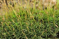 常见苔藓植物小金发藓图片，小金发藓培植刺边小金发藓好养吗?