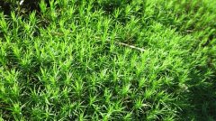 常见苔藓植物大金发藓图片，中药材大金发藓主要药用价值特征