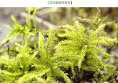 常见苔藓植物万年藓，万年藓能下水吗万年藓是水草吗能在水里养吗