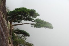 黄山松有什么特点？黄山松的特点千姿黄山松和黑松哪个好