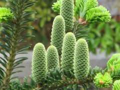 百山祖冷杉现存多少颗?百山祖冷杉现存于哪百山祖冷杉图片