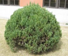 圆柏是什么植物?圆柏花期是在什么时候圆柏和侧柏的区别