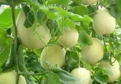 甜瓜种植技术与管理,甜瓜种植时间和方法是怎么样的