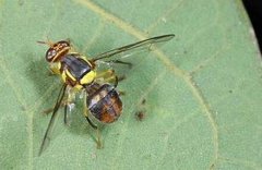 果实蝇防治方法,果实蝇诱杀清园及生物防治三管并下降低危害