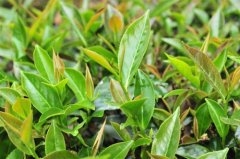 喝茶肚子饿是什么原因？青心乌龙与四季春含有茶饥素是什么