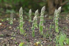 芦笋植物:芦笋植物分雄性与雌性?如何以及何时选择收获芦笋