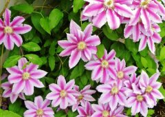 铁线莲是什么植物？铁线莲的养殖方法和注意事项介绍