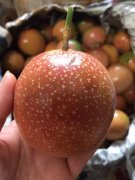 满天星百香果种植技术不易坐果吗?满天星百香果什么颜色特点