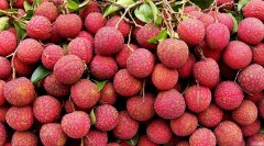 桂味荔枝什么时候成熟上市？桂味荔枝属于早熟品种还是晚熟品种