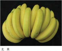 香蕉的品种有哪些常见的?北蕉/仙人蕉与宝岛蕉果状有什么区别