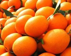 进口橙子新品种瓦伦西亚橙子，瓦伦西亚橙子介绍怎么样收获期