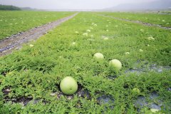 西瓜采收前天气对西瓜的影响有哪一些？台湾果艳品种西瓜变小颗