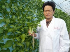 无毒农法就是水耕？气耕法种植是什么种植方法有什么优点