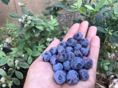 蓝莓的功效与作用有哪些？蓝莓怎么种植和养护对土壤酸度要求