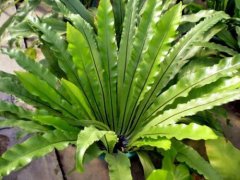 山苏花怎么种植？山苏花栽培环境条件与水分和肥料的管理介绍