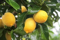 柠檬种植条件方法有哪一些？柠檬施肥方面有哪些需要注意的