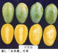 芒果栽培采收后田间管理方法，芒果修剪时应注意哪些事项问题