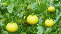 洋香瓜直立式栽培技术要点介绍，洋香瓜肥料用量与水分管理方法