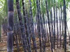 甘蔗怎么种植好不好活？甘蔗什么时候几月种植比较好生长期时间