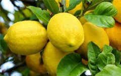 种植柠檬种子真的需要酸性土壤吗？怎样种植盆栽柠檬方法介绍