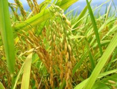 水稻育苗技术四要点是什么？水稻育苗土配方需要些什么材料
