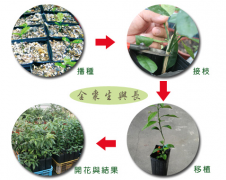 金桔树怎么繁殖寿命多长？金柑什么时候开花开多少次花