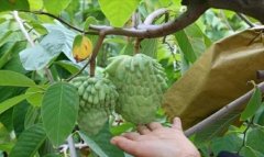 凤梨释迦果的种植技术之管理方法，凤梨释迦采收时怎么采摘