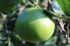 甜葡萄柚和其他葡萄柚口感区别，甜葡萄柚营养价值与食用禁忌