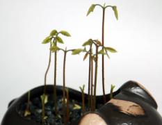 龙眼盆栽种植方法怎么种植？龙眼种子种植需要泡水吗