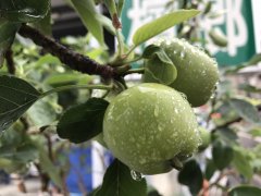 热带青苹果品种姬苹果怎么种植？姬苹果疏果时期在什么时候