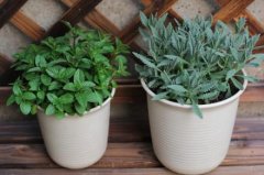 香草植物有哪些病害？立枯病/疫病/白绢病病症介绍与防治方法