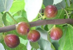 为什么新鲜的无花果很少见?无花果屁股开花与果皮可以吃吗？