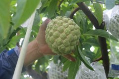 释迦果原产地在哪里？释迦果的营养价值与食用禁忌保存方法介绍