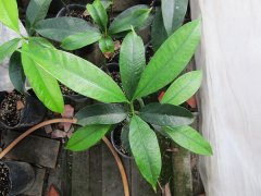 山竹种植在阳光充足之处会怎样？一般山竹与马士特山竹叶子区别