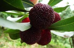 甜杨梅品种介绍：瑞光杨梅与东魁杨梅的种植特点，种植几年结果