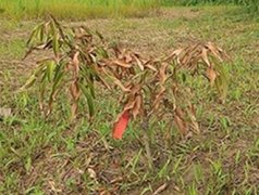 植物缺水叶子的表现有哪些？植物土壤过湿的叶部表征特点介绍
