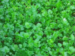 云南大叶香菜有什么样的特点？云南大叶香菜栽培要点要注意哪些