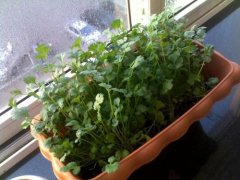 香菜品种的介绍，白花香菜与紫花香菜有什么特点一亩产量多少