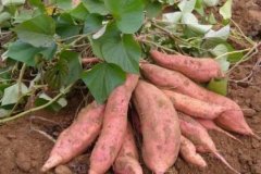 黄心番薯品种介绍：秦薯9号番薯的特点与高产栽培要点，香甜1号