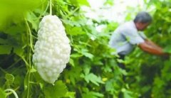 白色苦瓜品种：白玉苦瓜与苹果苦瓜介绍，白玉苦瓜可以生吃吗