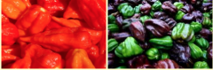 辣椒品种介绍：哈瓦那habanero辣椒品种怎么样？habanero有多辣