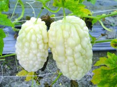 苦瓜新品种山苦瓜：山苦瓜跟苦瓜有什么区别？山苦瓜适宜种植环境
